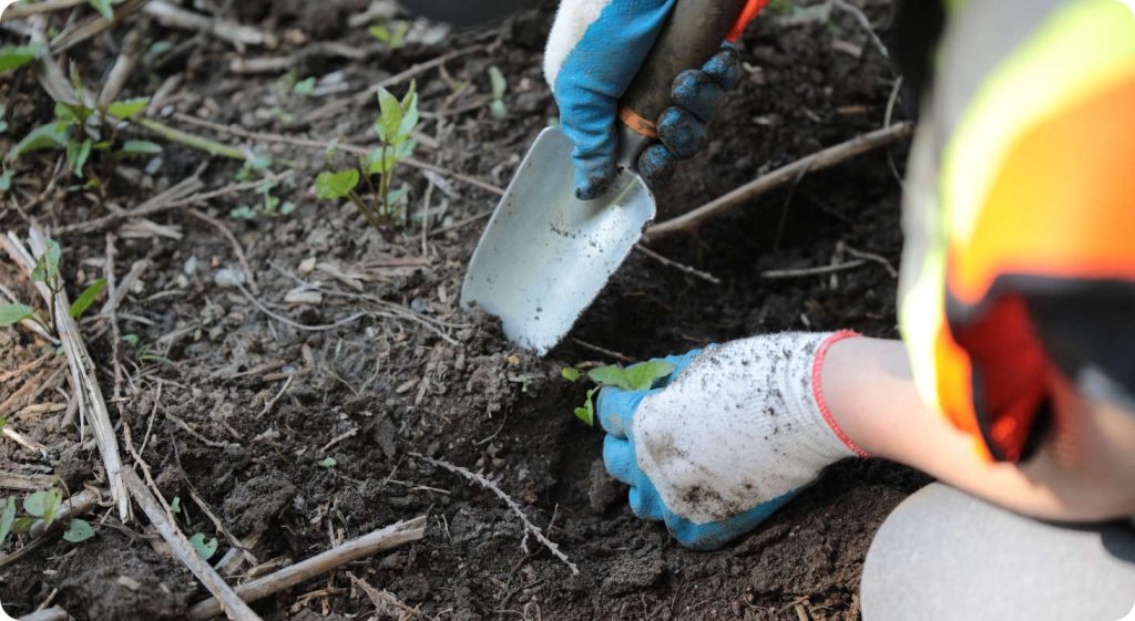 One Tree Planted